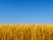 Ukrainas civiliedzīvotāju pagaidu aizsardzības statuss tiek pagarināts vēl uz vienu gadu