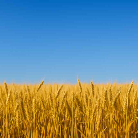 Ukrainas civiliedzīvotāju pagaidu aizsardzības statuss tiek pagarināts vēl uz vienu gadu