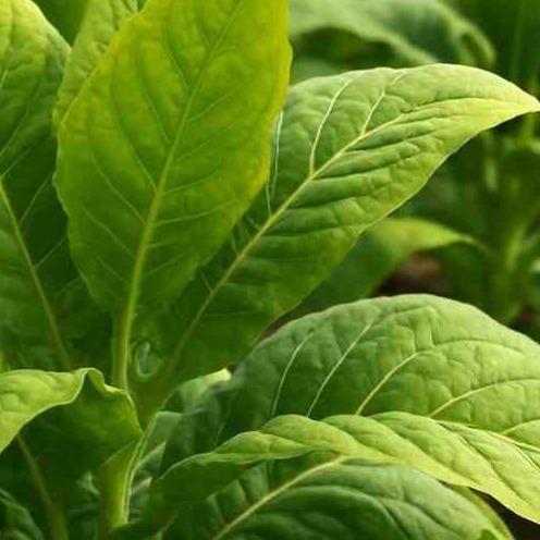 Akcīzes nodokļa izmaiņas